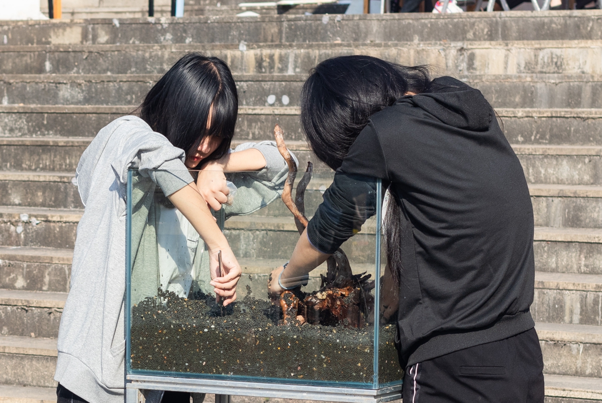 yl6809永利官网同学共同协作进行水族造景大赛(学通社记者 吴奕彤 摄) yl6809永利官网同学共同协作进行水族造景大赛(学通社记者 吴奕彤 摄)